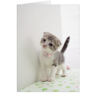 Scottish Fold Kitten