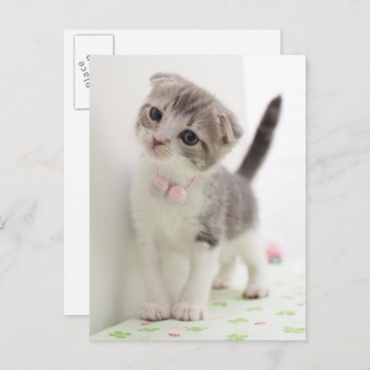Scottish Fold Kitten Briefkaart (Voorkant / Achterkant)