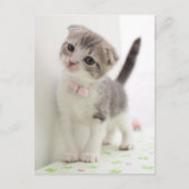 Scottish Fold Kitten Briefkaart (Voorkant)