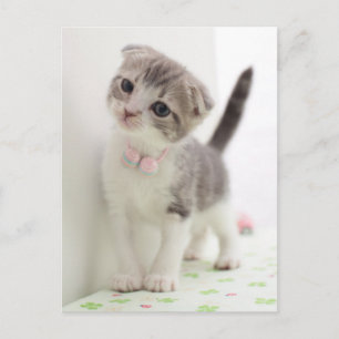 Scottish Fold Kitten Briefkaart