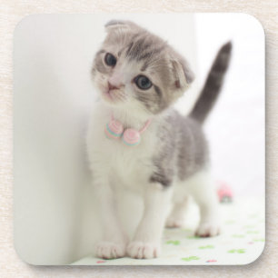 Scottish Fold Kitten Drankjes Onderzetter