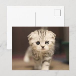 Scottish Fold Kitten Feestdagenkaart