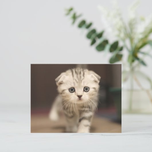Scottish Fold Kitten Feestdagenkaart (Staand voorkant)