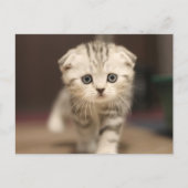 Scottish Fold Kitten Feestdagenkaart (Voorkant)
