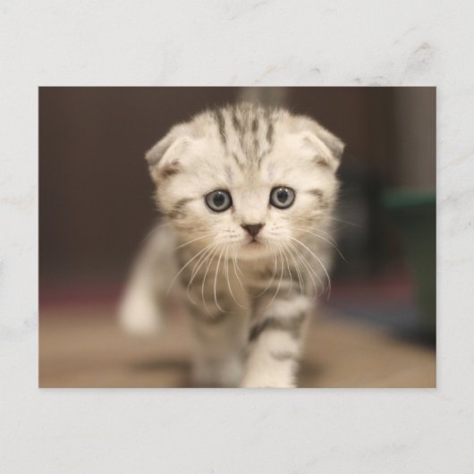 Scottish Fold Kitten Feestdagenkaart (Voorkant)