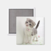 Scottish Fold Kitten Magneet (Voorkant / Achterkant)