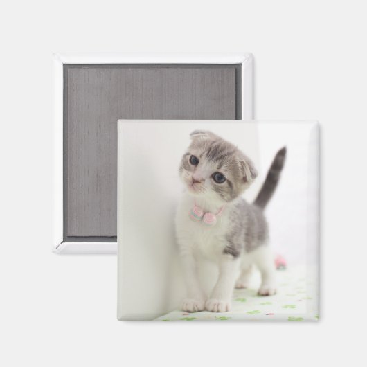 Scottish Fold Kitten Magneet (Voorkant / Achterkant)