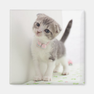 Scottish Fold Kitten Magneet