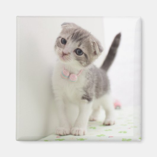 Scottish Fold Kitten Magneet (Voorkant)