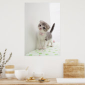 Scottish Fold Kitten Poster (Keuken)