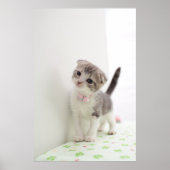 Scottish Fold Kitten Poster (Voorkant)