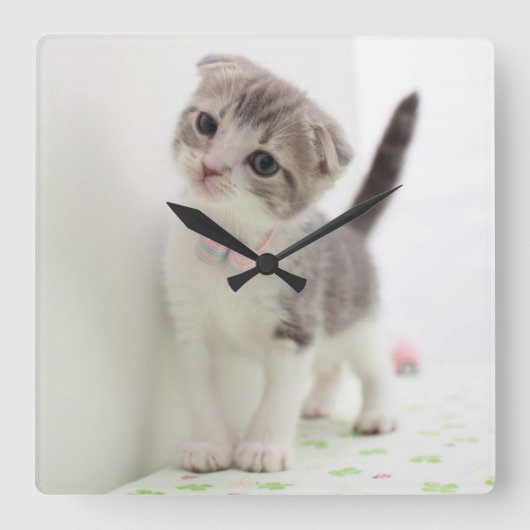 Scottish Fold Kitten Vierkante Klok (Voorkant)