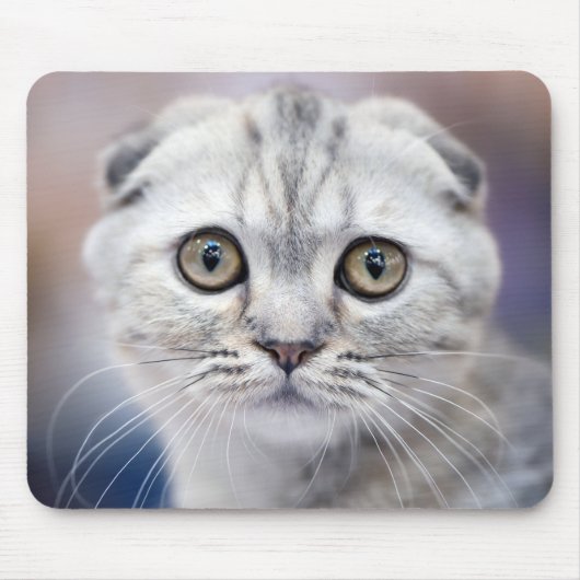 Scottish Fold Muismat (Voorkant)