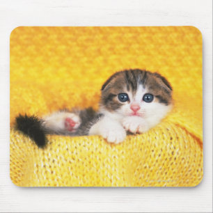Scottish Fold Muismat