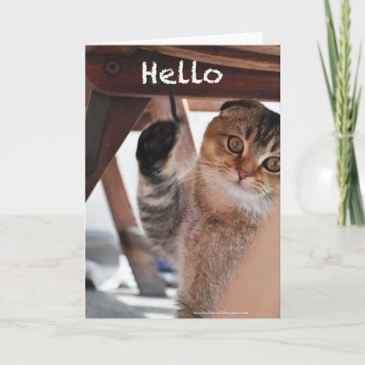 Scottish fold noodcat hello card kaart (Voorkant)