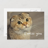 Scottish fold noodcat miss you postcard briefkaart (Voorkant / Achterkant)
