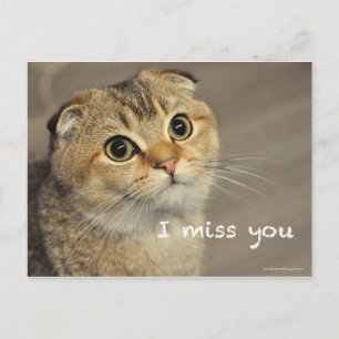 Scottish fold noodcat miss you postcard briefkaart