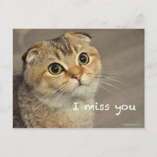 Scottish fold noodcat miss you postcard briefkaart