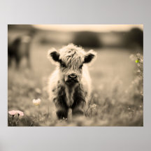 Scottish Highland Calf Baby Koe Miniature Sepia