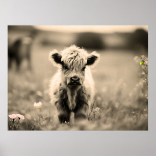 Scottish Highland Calf Baby Koe Miniature Sepia Poster