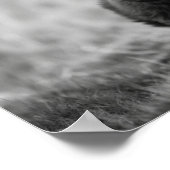 Scottish Highland Calf Baby Koe Poster (Hoek)