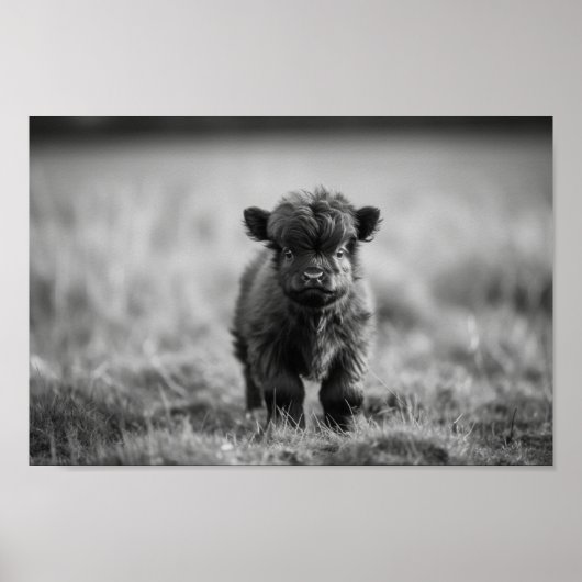 Scottish Highland Calf Baby Koe Poster (Voorkant)