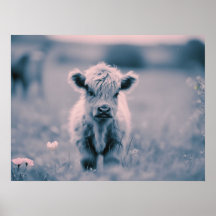 Scottish Highland Calf Baby Koe Roze Tint Print