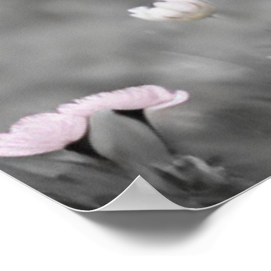 Scottish Highland Calf Baby Koe Soft Black White Poster (Hoek)