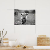 Scottish Highland Calf Baby Koe Soft Black White Poster (Keuken)