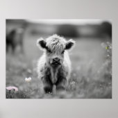 Scottish Highland Calf Baby Koe Soft Black White Poster (Voorkant)