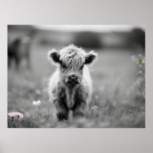 Scottish Highland Calf Baby Koe Soft Black White Poster