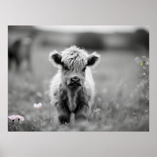 Scottish Highland Calf Baby Koe Soft Black White Poster (Voorkant)