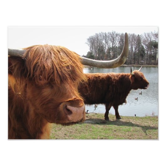 Scottish Highland Cattle ~ Foto Foto Afdruk (Voorkant)