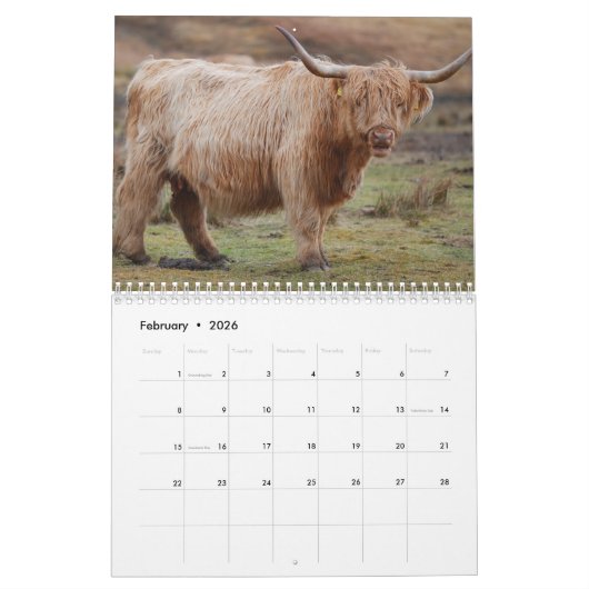 Scottish Highland Cattle Kalender (Feb 2026)