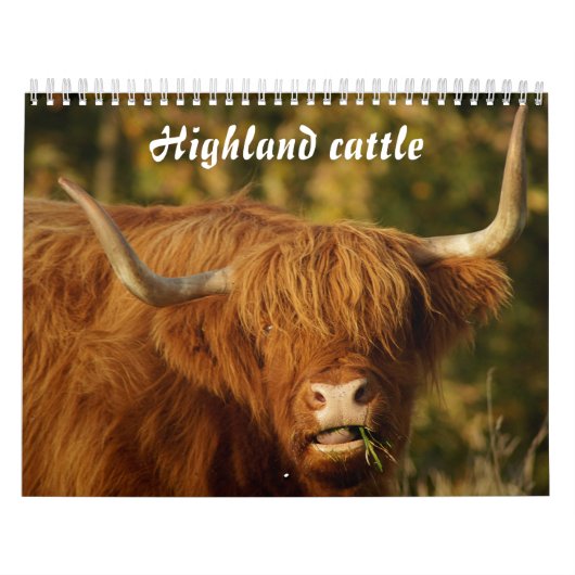 Scottish Highland Cattle Kalender (Hoes)