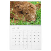 Scottish Highland Cattle Kalender (Mar 2027)