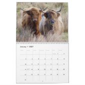 Scottish Highland Cattle Kalender (Jan 2027)