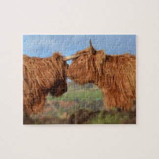Scottish Highland Cattle Legpuzzel