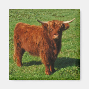 Scottish Highland Cattle Magnet