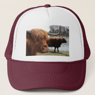 Scottish Highland Cattle ~ pet
