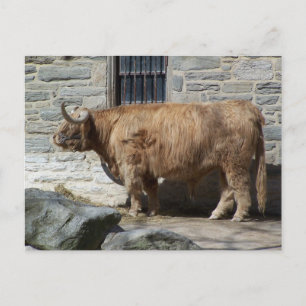 Scottish Highland Cattle Portret Briefkaart