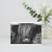 Scottish Highland Cattle - Schotland Briefkaart (Staand voorkant)