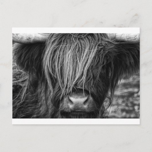 Scottish Highland Cattle - Schotland Briefkaart (Voorkant)