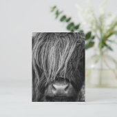 Scottish Highland Cattle - Schotland Briefkaart (Staand voorkant)