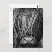 Scottish Highland Cattle - Schotland Briefkaart (Voorkant / Achterkant)