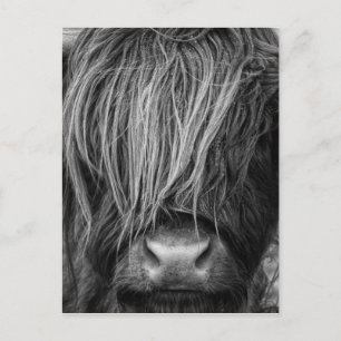 Scottish Highland Cattle - Schotland Briefkaart