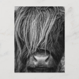 Scottish Highland Cattle - Schotland Briefkaart