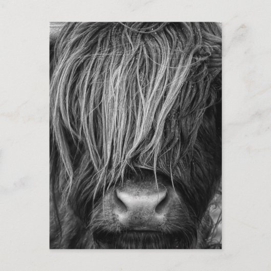 Scottish Highland Cattle - Schotland Briefkaart (Voorkant)