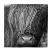 Scottish Highland Cattle - Schotland Tegeltje (Voorkant)
