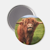 Scottish Highland Cattle - Scotland Magneet (Voorkant / Achterkant)